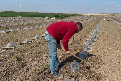 Tarım işçilerini ve çiftçileri en çok turfanda karpuz dikimi zorluyor
