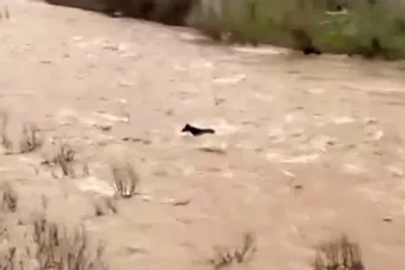 Bingöl’de sel sularına kapılan at ölümden döndü
