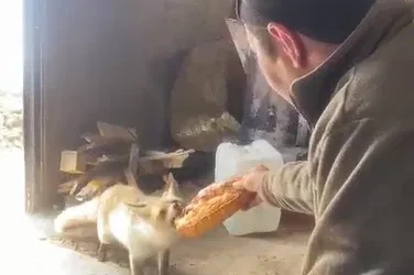Ahlat’ta tilki ile işçilerin dostluğu gülümsetiyor
