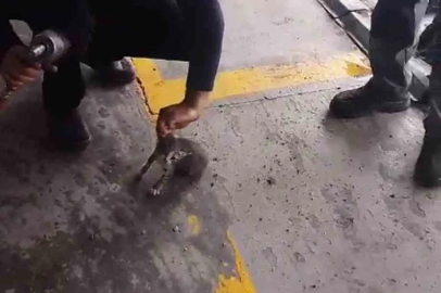 Otomobilin motoruna giren yavru kedi kurtarıldı

