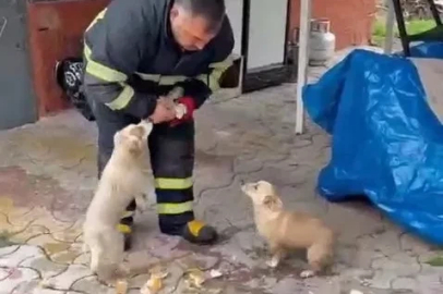 Niğde’de baraj taşkınında mahsur kalan 2 yavru köpek itfaiye ekiplerince kurtarıldı
