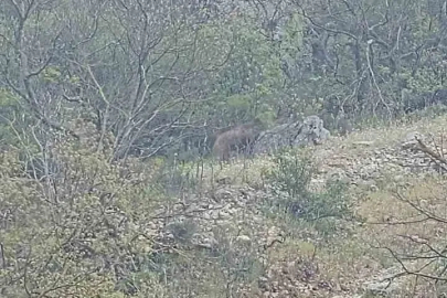 Orhaneli yolunda ayı paniği kamerada
