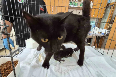 Havalandırma boşluğuna düşen kedi ve yavruları kurtarıldı
