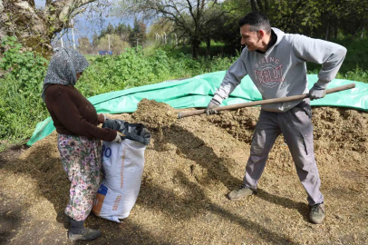 Aydın’da bahar bereketi, yağışlar hayvancılık sektörüne yaradı
