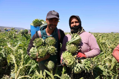 "Yeşil elmas" Aydın’da üretiliyor, yurdun dört bir yanına gönderiliyor
