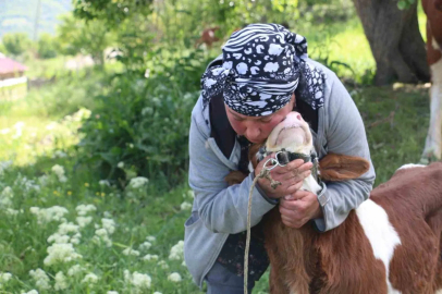 Üzümlü’de yabancı gelin hayvancılığa renk kattı
