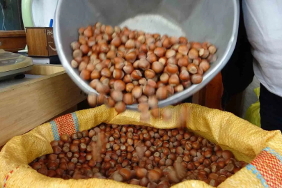 Düzce’den AB ülkelerine 4 bin 452 ton fındık ihraç edildi
