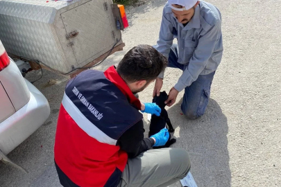 Emet’te sahipli kedi ve köpeklere mikroçip uygulaması, kimliklendirme ve pasaport tahsisi işlemleri
