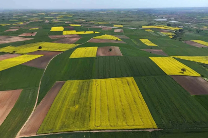 Edirne’de kanola tarlaları sarıya büründü
