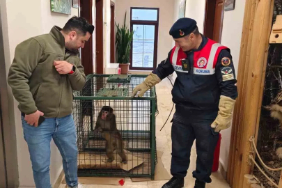 Yozgat’ta yakalanan Hint şebeği maymunu Ankara’da koruma altına alındı
