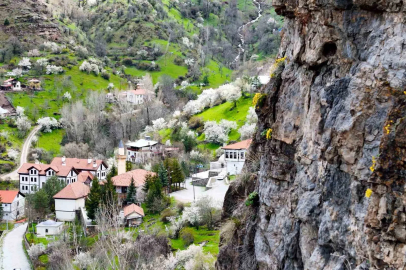 Gümüşhane’de taştan fışkıran ’draba çiçekleri’ ilgi çekiyor
