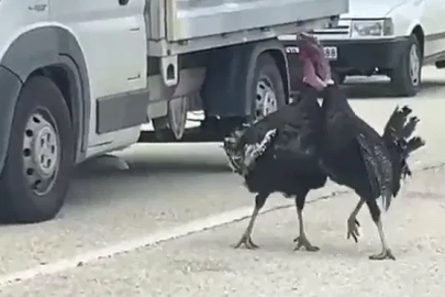 Yol ortasındaki hindi kavgası trafiği durdurdu
