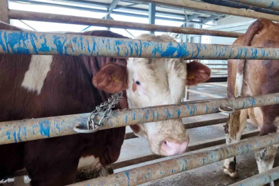 Kurban kesim başvuruları 11 Mayıs’ta başlıyor

