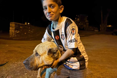 Köyde iki ayının saldırısına uğrayan Sencar’ın imdadına çoban köpeği Kral yetişti
