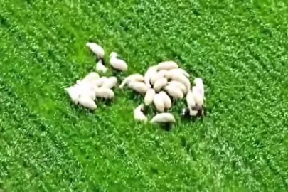 Kaybolan koyun sürüsü tarlanın ortasında dronla bulundu
