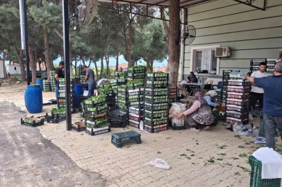 Taze bağ yaprağı aile ekonomisine can suyu oldu
