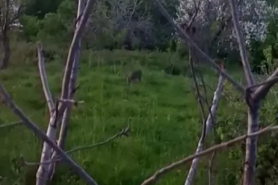 Sinop’ta yavru karaca görüntülendi
