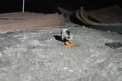 Bayburt’ta köpeklerin kovaladığı ayı yemeğini bırakmadı
