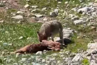 Bir yandan yakaladığı dağ keçisin yiyen kurt, diğer yandan havada süzülen akbabalar
