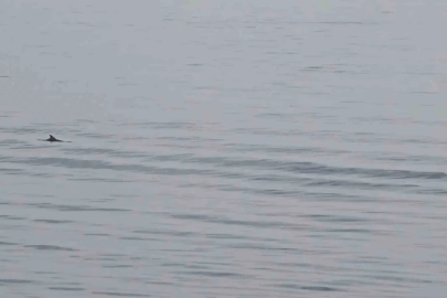 Tekirdağ açıklarında yunuslardan görsel şölen
