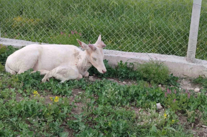 Elazığ’da beyaz ala geyik bu kez koyun sürüsünde görüldü
