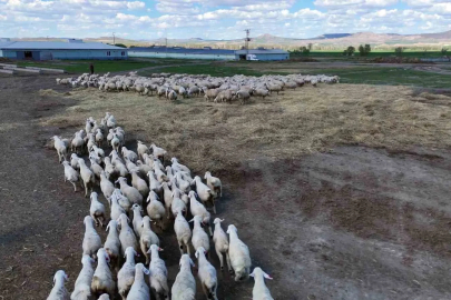 Onlarcası arasından kendi annelerini koklayarak buldular
