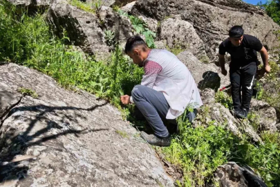 Katırlarıyla birlikte saatlerce yol kat ederek ulaştıkları dağlardan pancar topluyorlar
