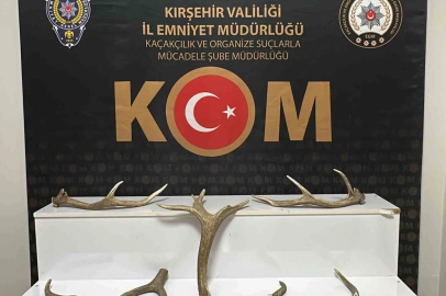 Kırşehir’de iş yerinde kızıl geyik boynuzu ele geçirildi

