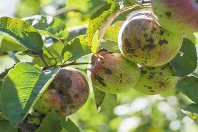 Erzincanlı üreticilere kara leke hastalığı uyarısı
