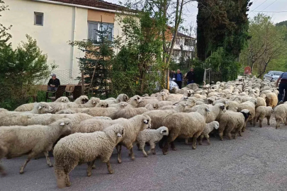 Ordu’da koyunların yayla yolculuğu

