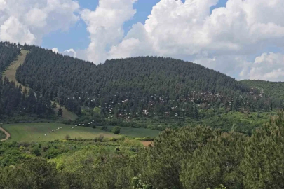 Gökyüzünde pelikan şöleni
