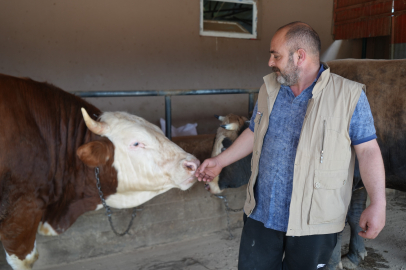 Çiftliğin gözdesi 1 ton 300 kiloluk tosun oldu
