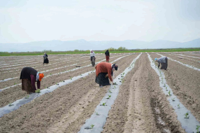 Muş’ta aromasıyla öne çıkan karpuzun ekimine başlandı
