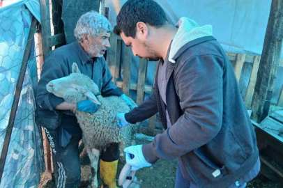 Emet’te küçükbaş hayvanlara yönelik aşılama ve kimliklendirme çalışmaları
