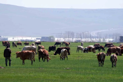 Kurban satışlarında sosyal medya tuzağı
