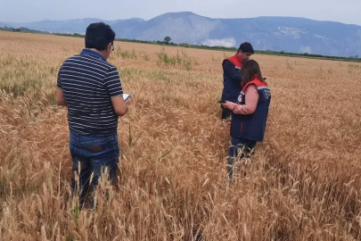 Söke’de hububat tarlalarında sıkı denetim
