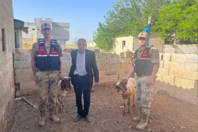 Kilis’te kaybolan koyunlar jandarma ekiplerince bulundu
