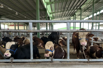 Kurban Bağışı Yapacaklar Dikkat! Vekalet Ücretleri Açıklandı