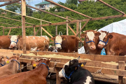 Kurban pazarında dakikalarca süren pazarlıkta inat kazandı
