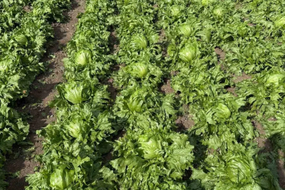Beypazarı’nda dolu yağışı etkili oldu
