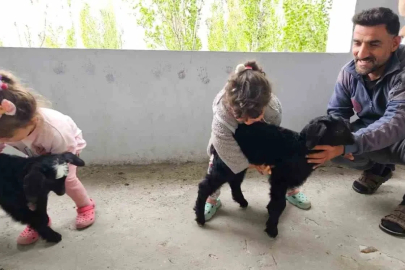 Hasköy’de gök gürültüsünden korkan yavru keçiler balkona sığındı
