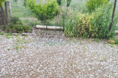 Sarıgöl’de bağlar dolu yağışıyla beyaza büründü
