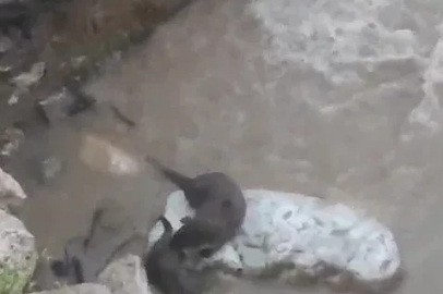 Su samurlarının deredeki oyunu kamerada
