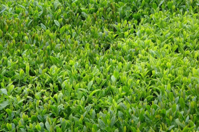 Trabzon’da yaş çay sezonu dualarla açıldı
