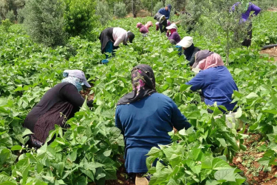 Turfanda ’sarıkız’ hasadı başladı: Kilosu 100 TL’den alıcı buldu

