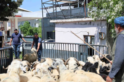 Diyarbakır’dan şehir dışına kurbanlık sevki devam ediyor
