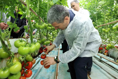 Vali Aktaş domates hasadı yaptı
