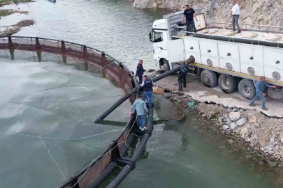 İhraç edilecek ‘Türk somonları’ için yavru balıklar suya bırakıldı
