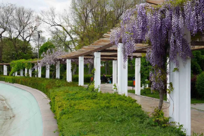 Başkent’e baharın gelmesiyle sümbüller Gençlik Parkı’nı renklendirdi
