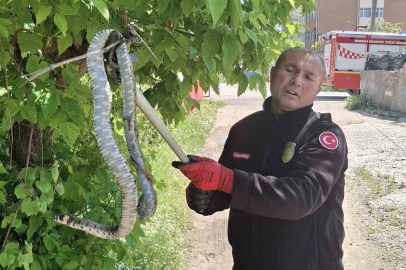 Yılanın hedefindeki kuş yavrularını itfaiye kurtardı
